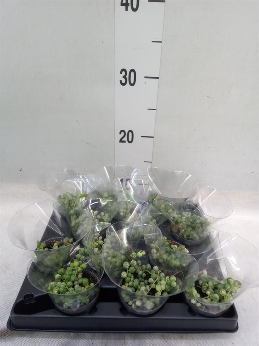 <h4>Senecio rowleyanus</h4>