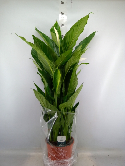 <h4>Spathiphyllum  'Sweet Sebastiano'</h4>