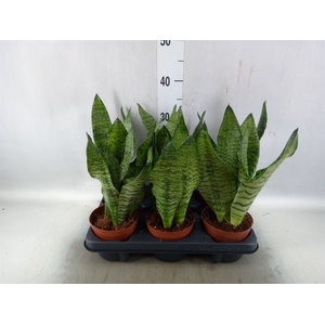 Sansevieria zeylanica