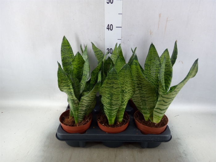 <h4>Sansevieria zeylanica</h4>