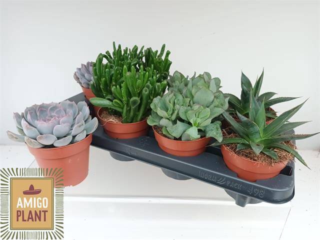 <h4>SUCC GEM 4 SRT</h4>