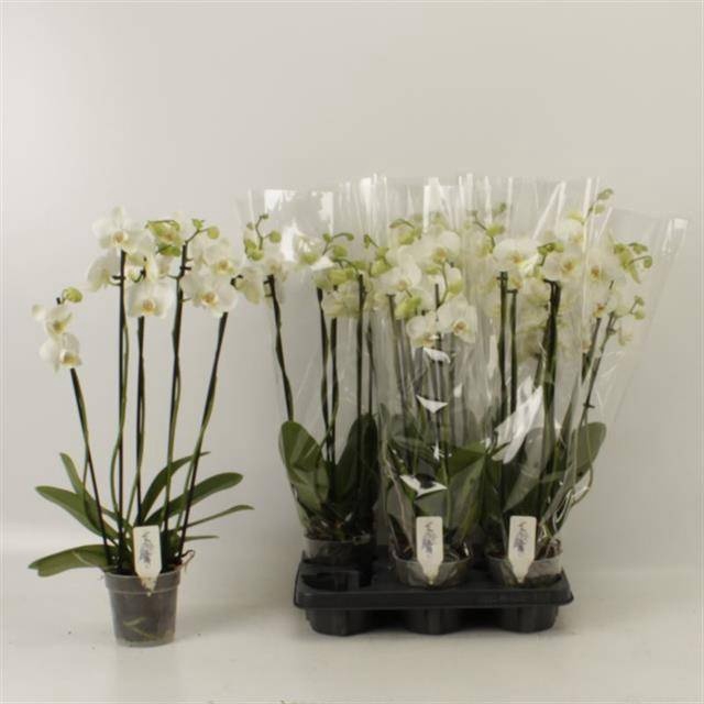 <h4>PHAL OV WIT</h4>