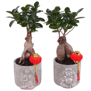 Ficus m. Ginseng pot ø09cm in ø11cm Concrete Silver Buddha