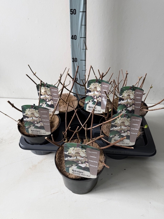 <h4>HYDR PANICULATA</h4>