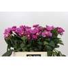 Dahlia Annamarie