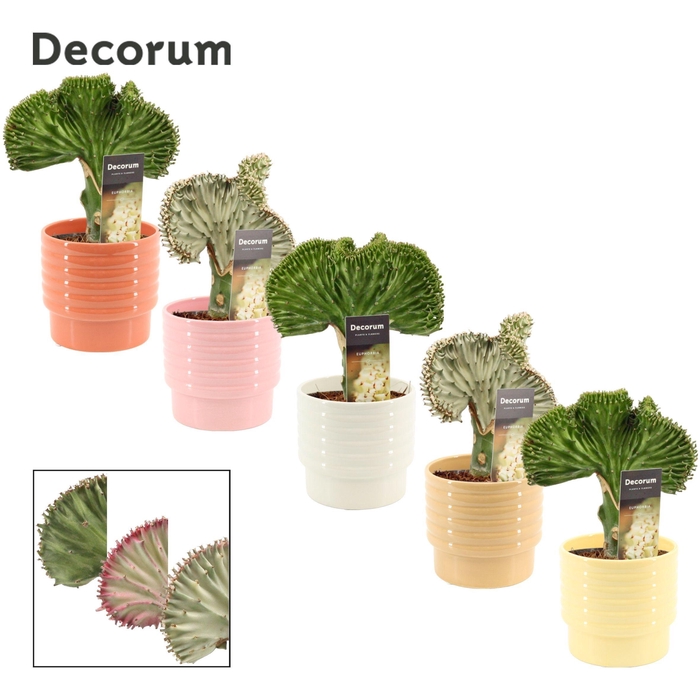 <h4>Euphorbia Lactea 12 cm Mix in Naemi (Sympathetic moods-collectio</h4>
