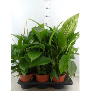 Spathiphyllum  'Vivaldi'