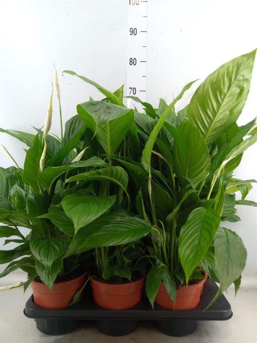 <h4>Spathiphyllum  'Vivaldi'</h4>