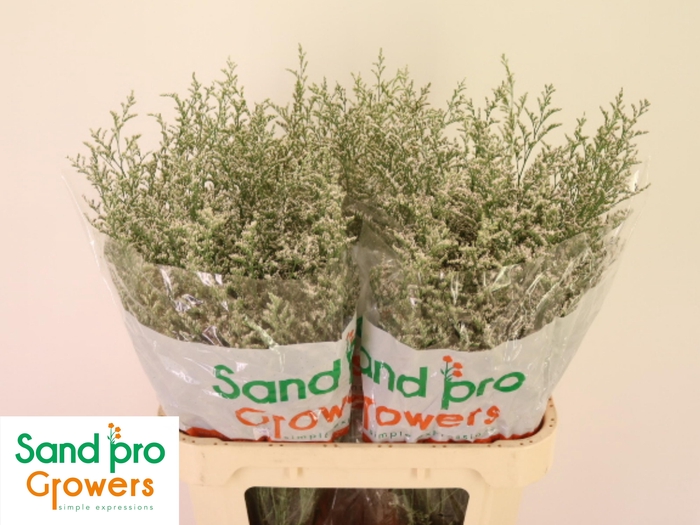 <h4>LIM MISTY WHITE</h4>