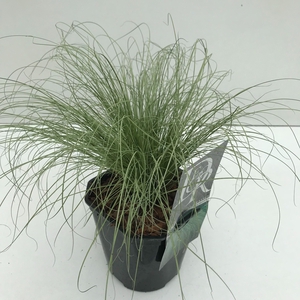 Graminées Carex 'Frosted Curls'