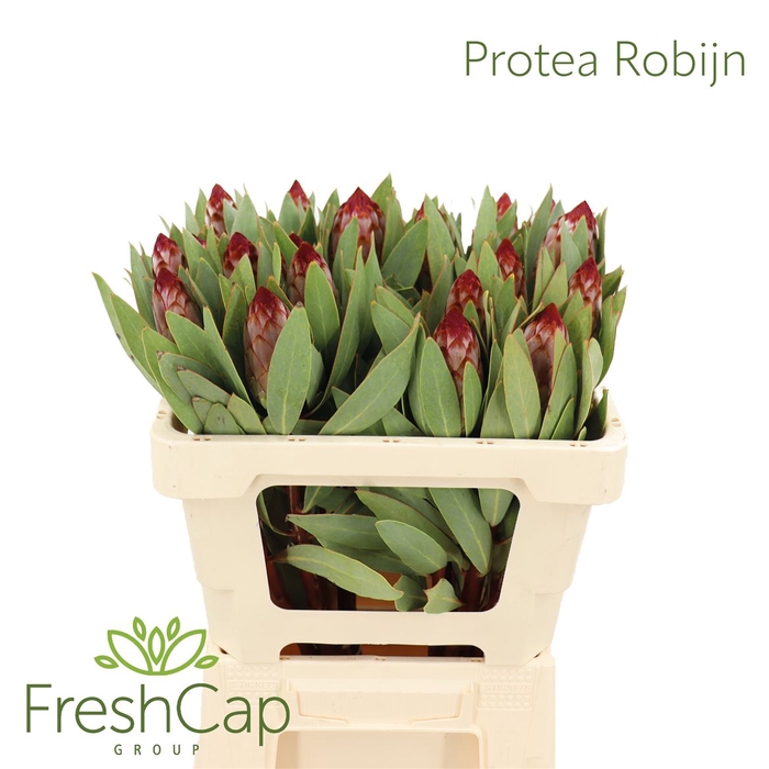 <h4>Protea Robijn</h4>