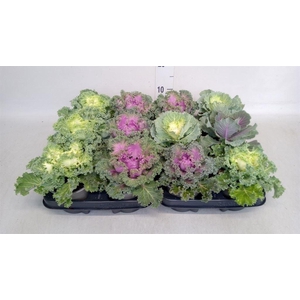 Brassica oler.