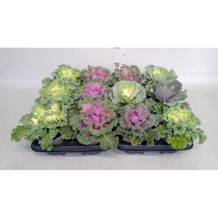 <h4>Brassica oler.</h4>