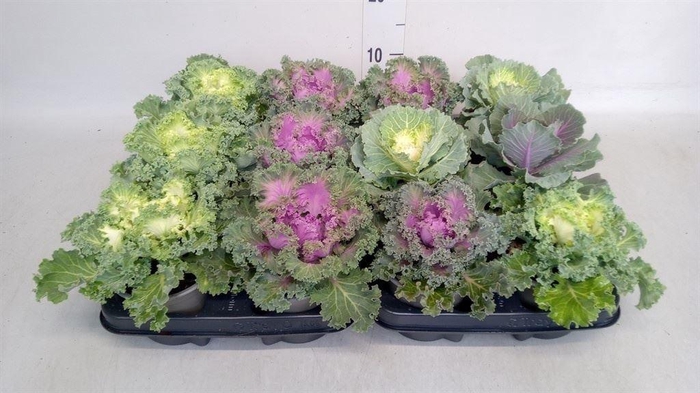 <h4>Brassica oler.</h4>