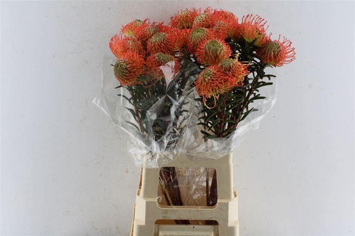 <h4>LEUCO CO SUCCESSION</h4>