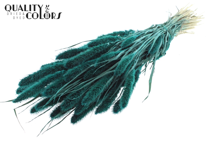 Setaria per bunch Turquoise