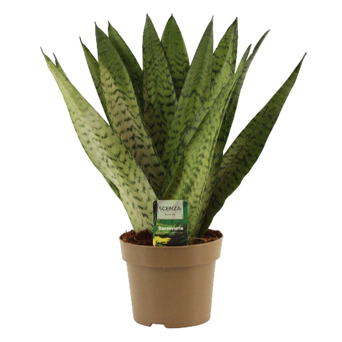 <h4>Sansevieria Zeylanica Fan 14 cm</h4>