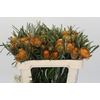 Banksia Dryandra