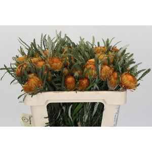 Banksia Dryandra