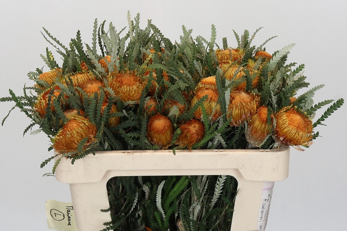 <h4>Banksia Dryandra</h4>