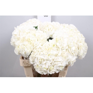 Hydrangea Ice Age | Wit