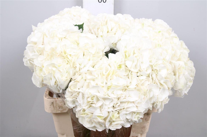 <h4>Hydrangea Ice Age | Wit</h4>