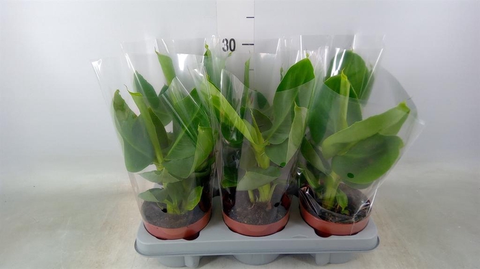 <h4>Musa  'Tropicana'</h4>