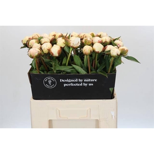 Paeonia snow mountain