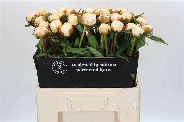 <h4>Paeonia snow mountain</h4>