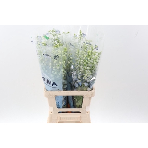 Delph Du Mag Fskb Wb