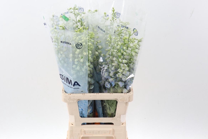 <h4>Delph Du Mag Fskb Wb</h4>