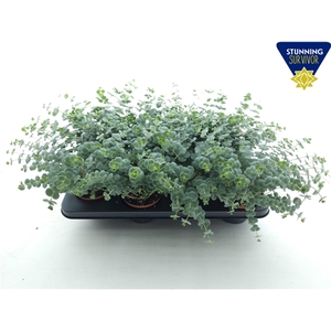 Sedum sieboldii