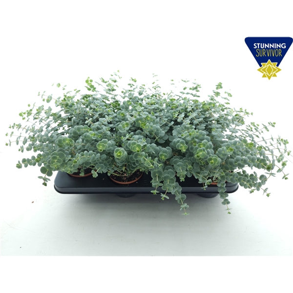 Sedum sieboldii