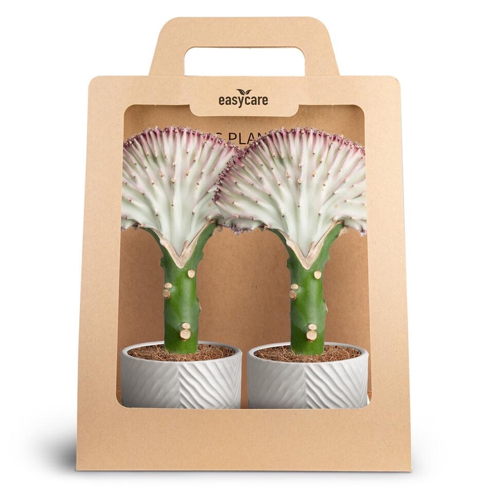 <h4>2-Pack Dune, Lactea</h4>