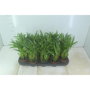 ARECA BAMBU P11