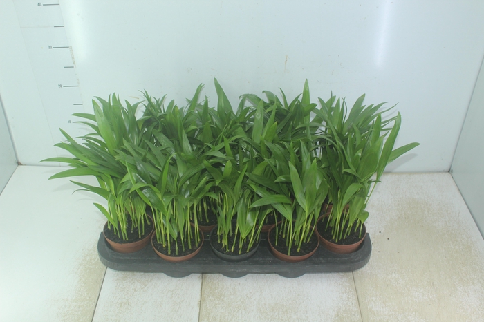 <h4>ARECA BAMBU P11</h4>