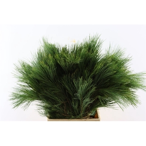 Pinus Strobus Keefer 50cm