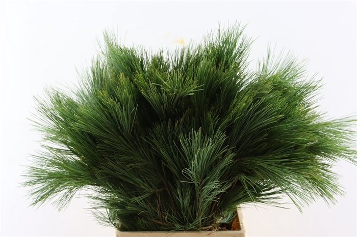 <h4>Pinus Strobus Keefer 50cm</h4>