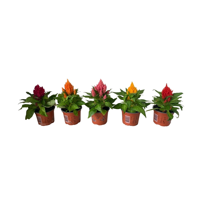 <h4>Celosia Plumosa</h4>