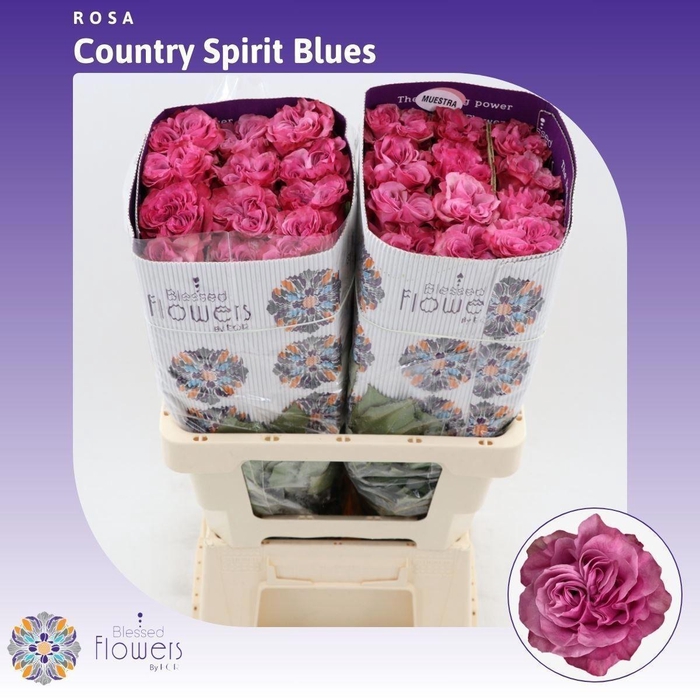 <h4>R GR COUNTRY BLUES</h4>