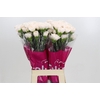 Dianthus St Brut