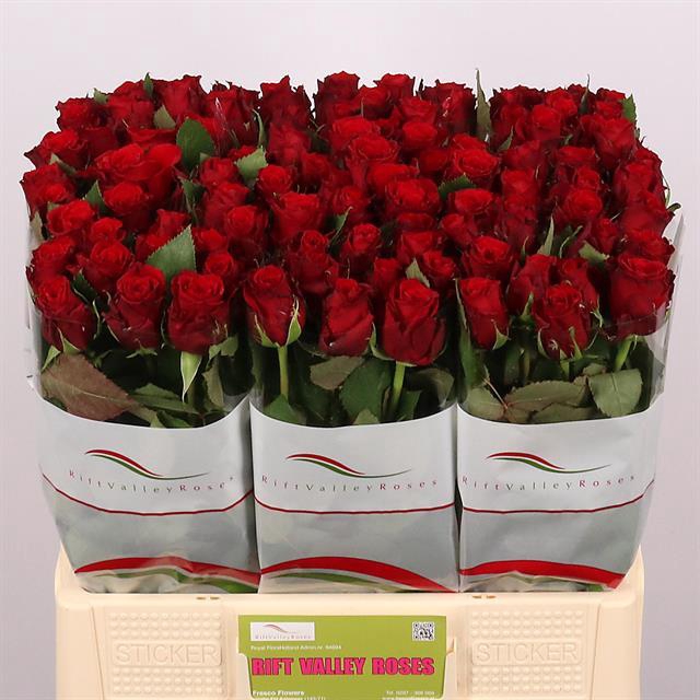 R GR RED TORCH