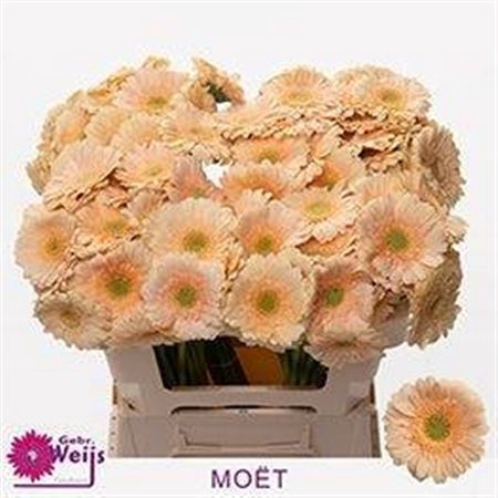 <h4>Ge Mi Moet</h4>