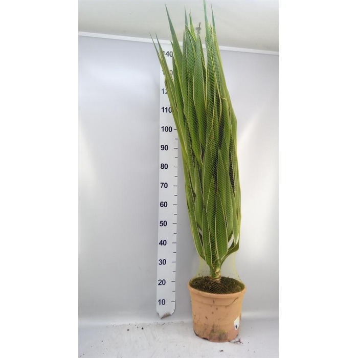 <h4>Yucca elephantipes 'Puck'   ...KS</h4>
