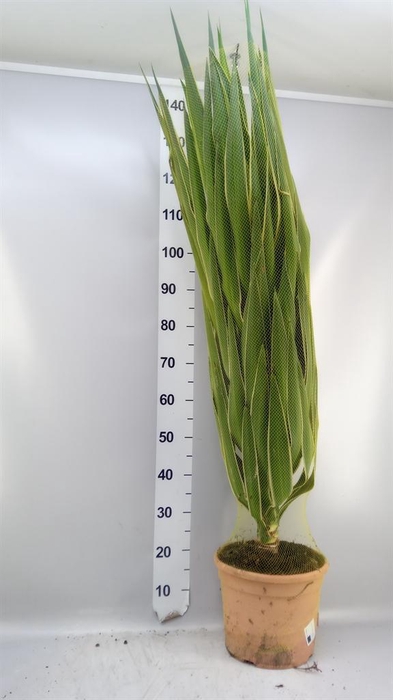 <h4>Yucca elephantipes 'Puck'   ...KS</h4>