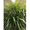 FREILAND PANICUM