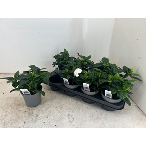 GARDENIA JASMINOIDES