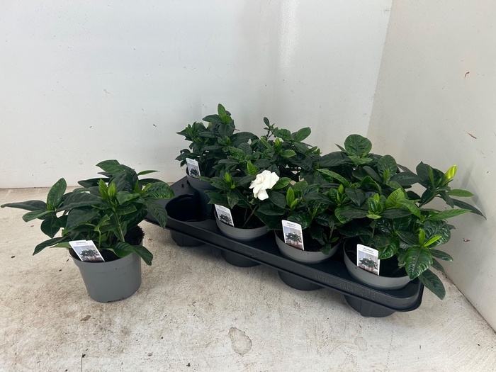 <h4>GARDENIA JASMINOIDES</h4>