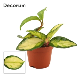 Hoya Carnosa 6 cm Tricolor (Decorum)