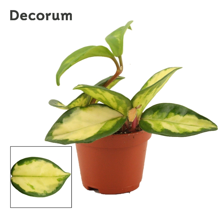 <h4>Hoya Carnosa 6 cm Tricolor (Decorum)</h4>